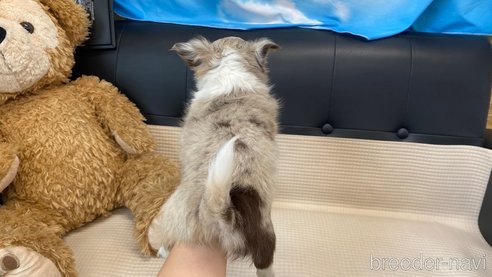 成約済の兵庫県のチワワ(ロングコート)-329767の5枚目